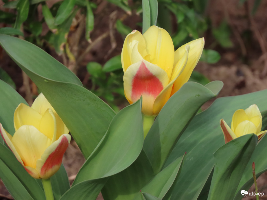 A lakótelep virágai: Tulipán