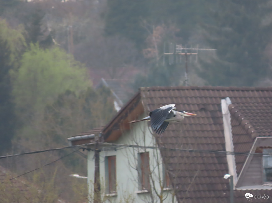 Szürkegém a levegőben 1.