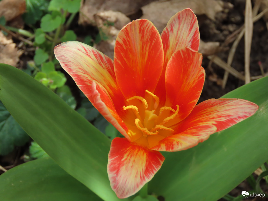 Belenéztem a tulipán kelyhébe