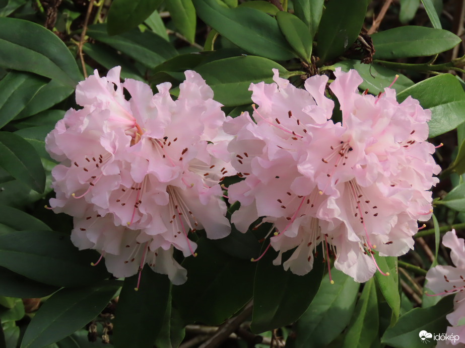 A Rhododendron virágzása