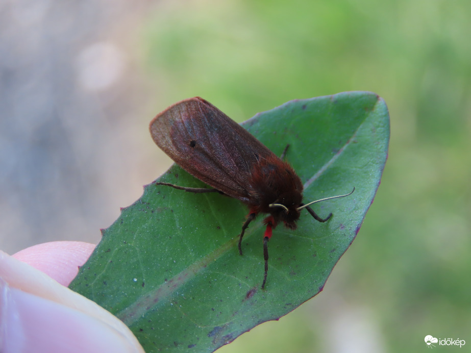 Füstös medvelepke