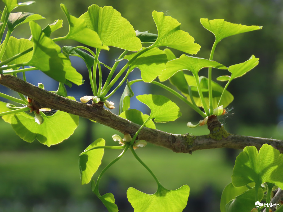 Megújult a Ginkgo biloba
