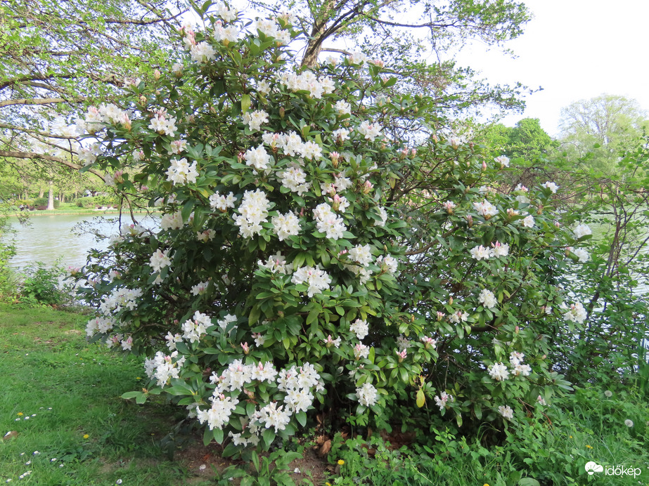Virágba borult a Rhododendron