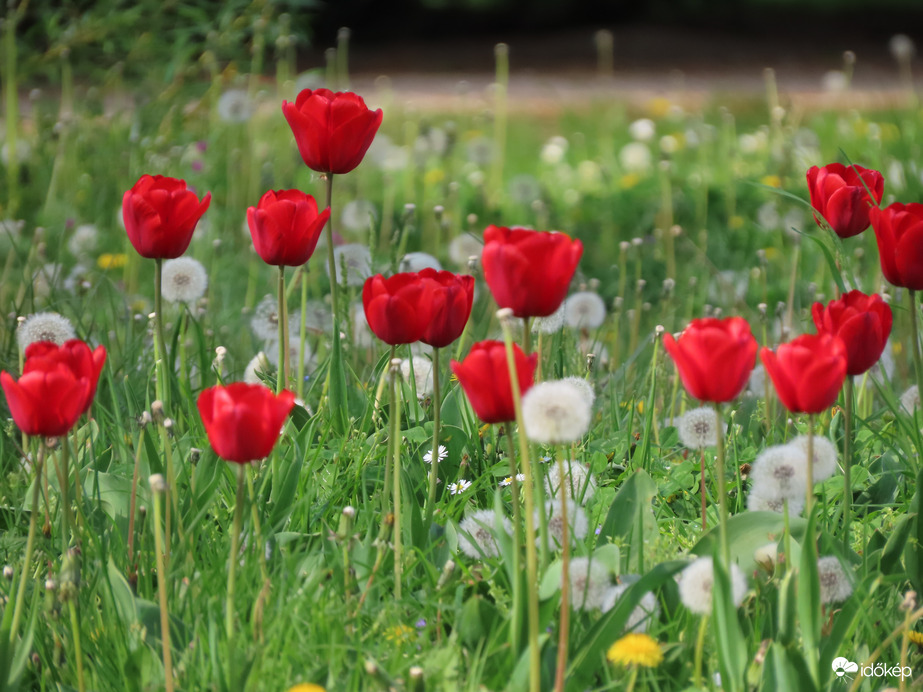A sziget tulipánjai