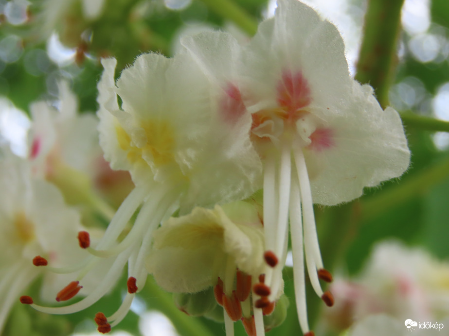 Vadgesztenye virága