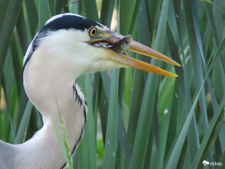 Sikerült! Ügyes vagyok!