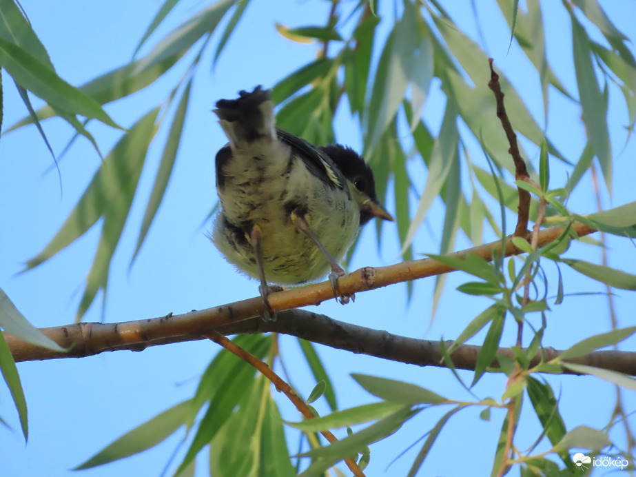 Türelmesen várom a reggelit