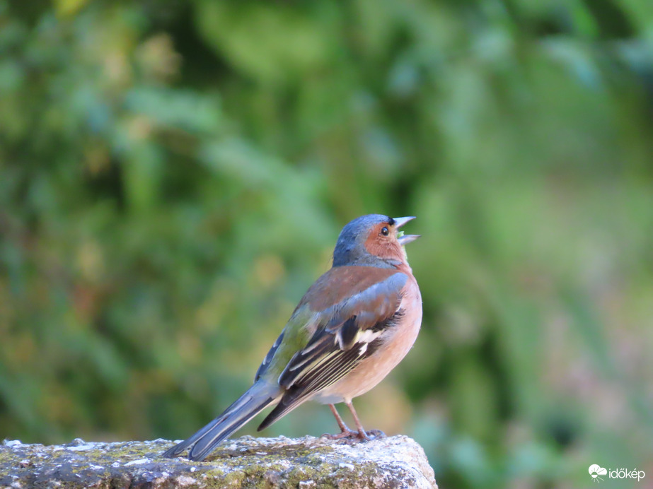 Köszöntöm a Madarak és Fák Napját!