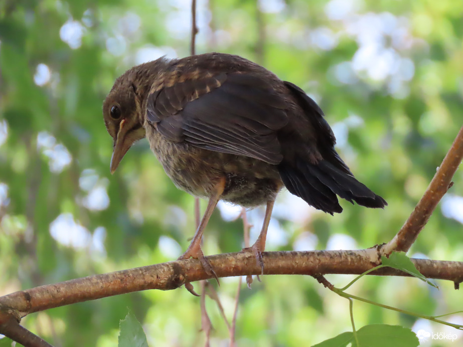 Mit találtatok a fa alatt?