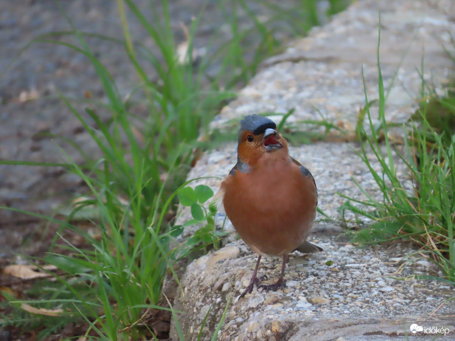 Teli torokból zengem a dalt