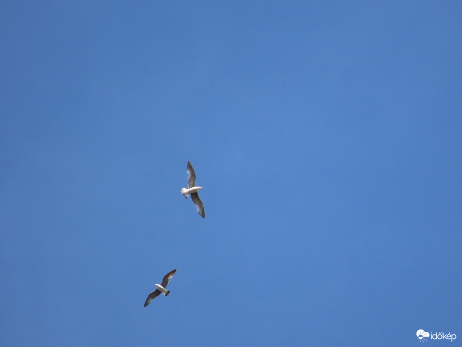 Keringő sirályok a magasban