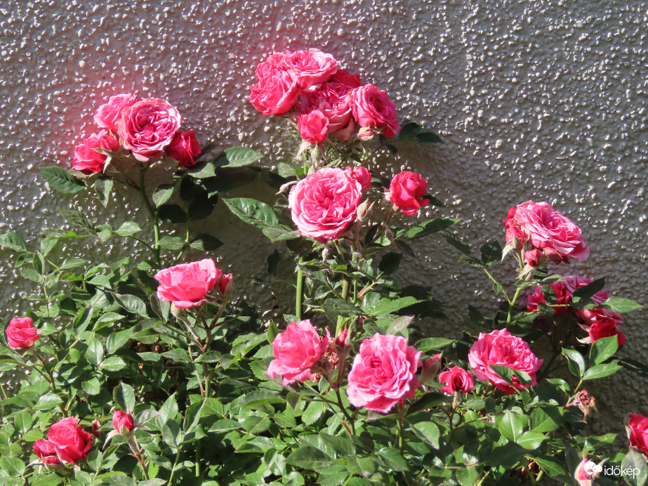 Rózsabokor 