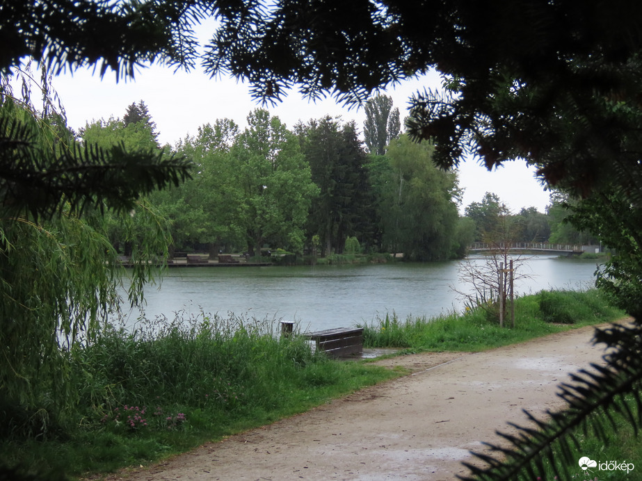 A fenyőfa rejtekéből