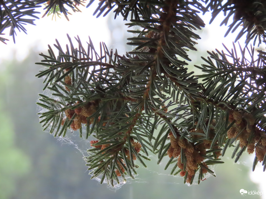 Behúzódtam egy hatalmas fenyő alá