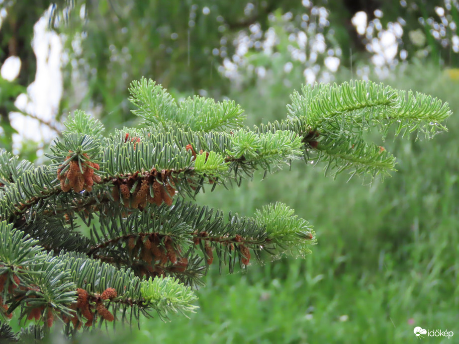 Friss hajtások a fenyőn,