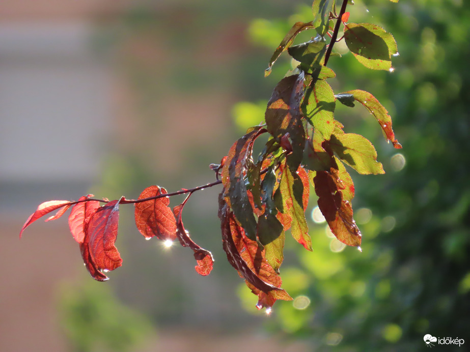 Esőcseppesen, reggeli fényben