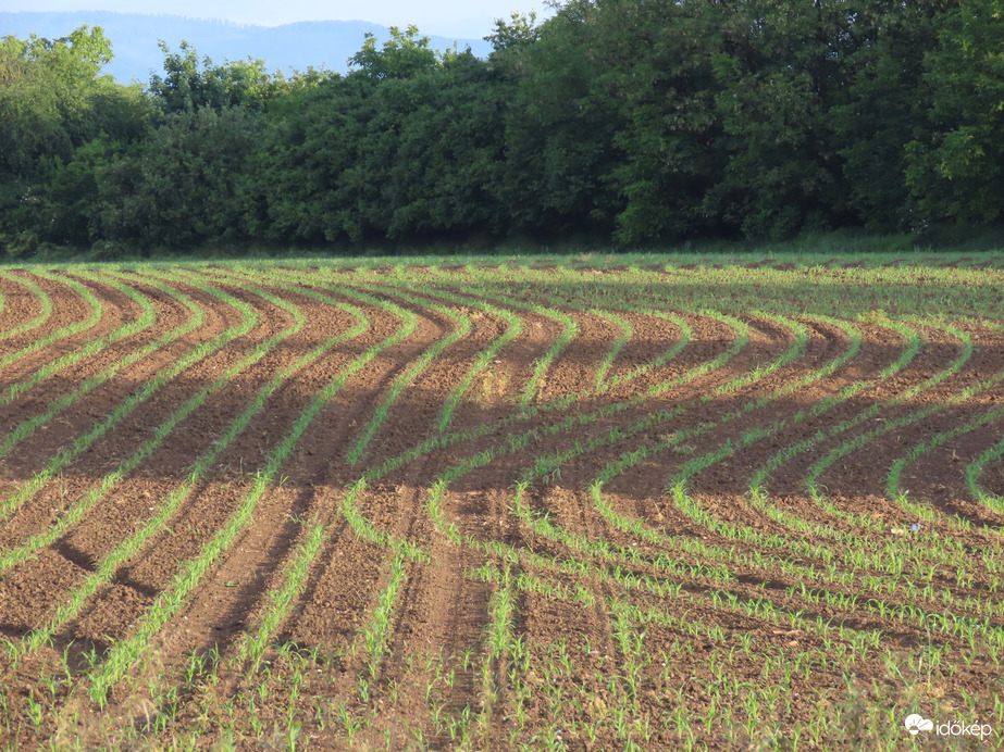 Kukoricatábla kanyarokkal
