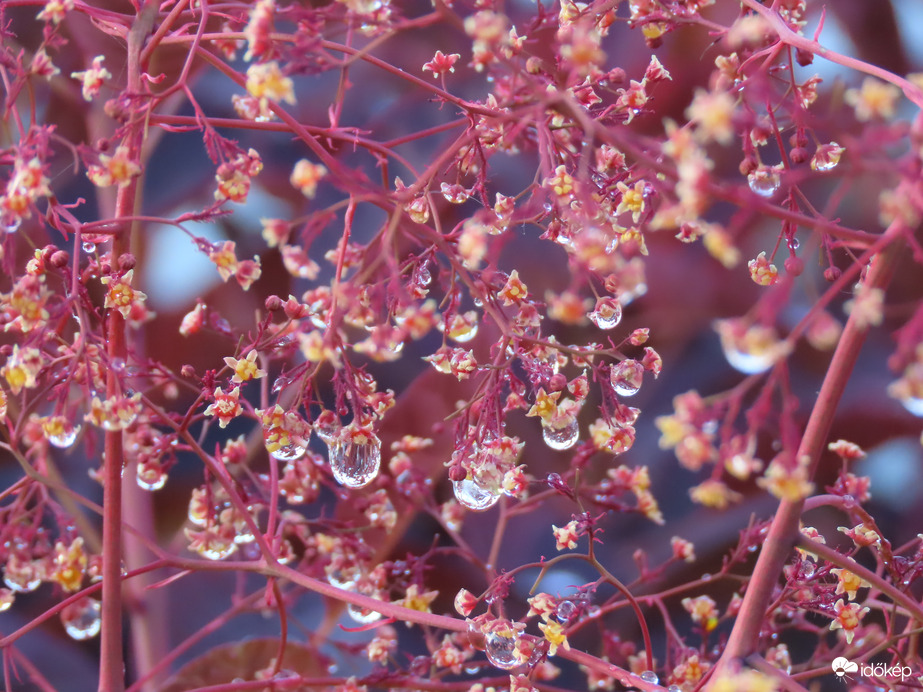Cserszömörce virága éjszakai eső után