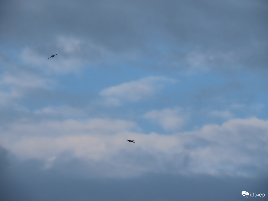 Reggeli égbolt fecskékkel