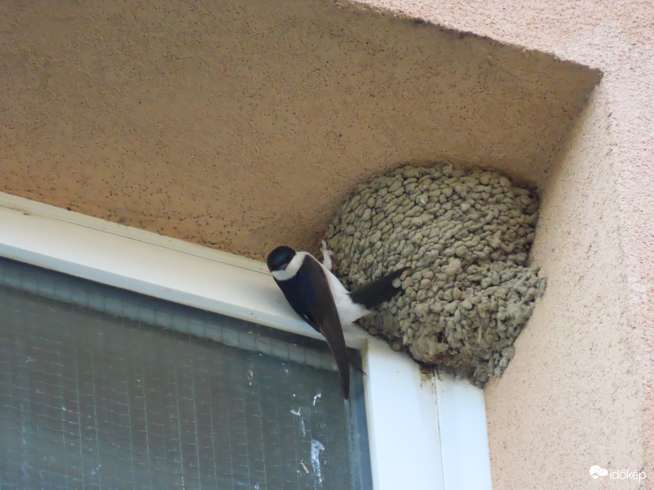 Molnárfecske a fészeknél