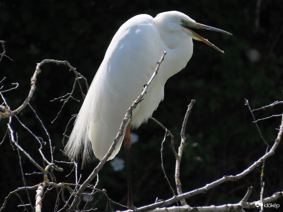 Unalmas ez a várakozás