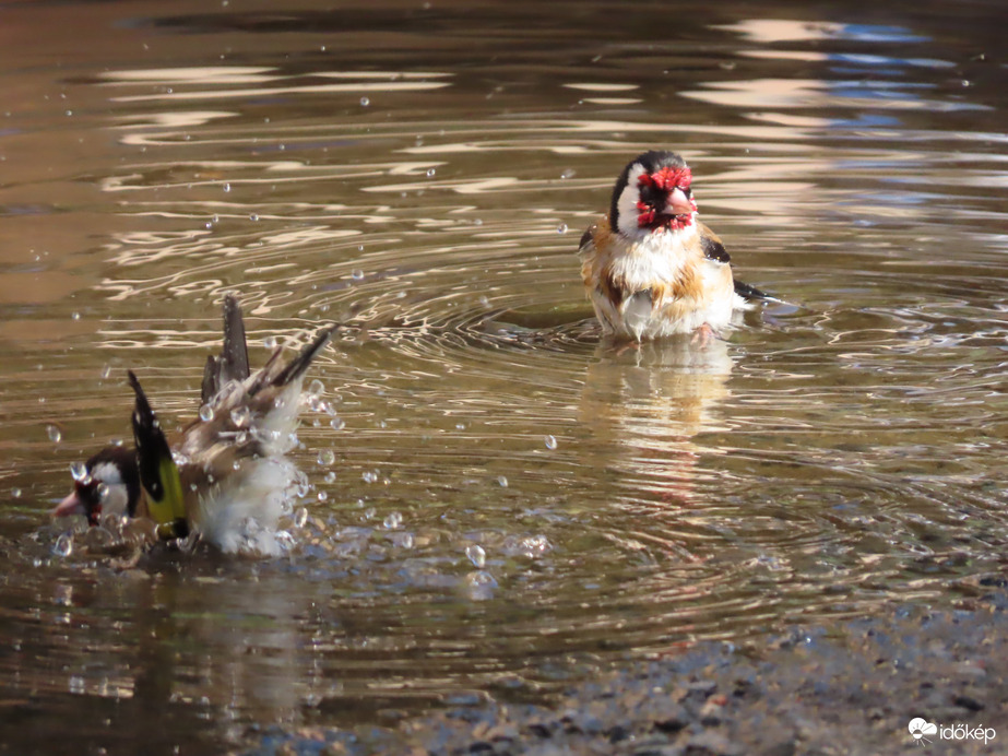Történések egy pocsolyában: Pancsoló Tengelicek