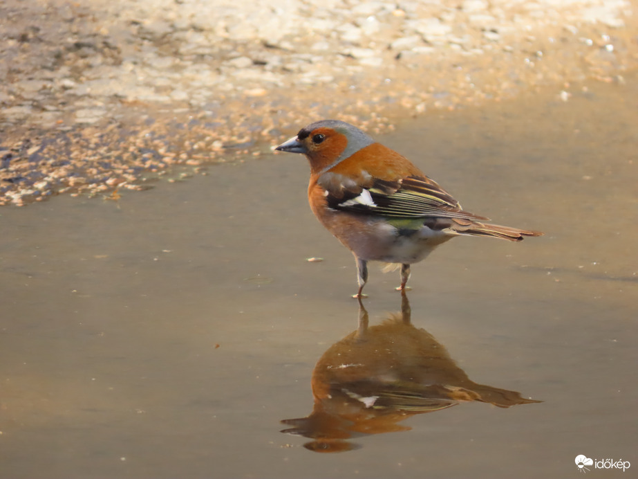 Történések egy pocsolyában: Csak a bokámig ér