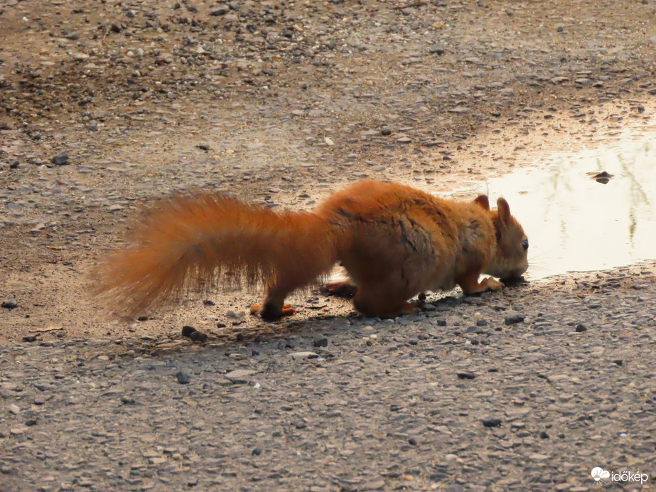 Történések egy pocsolyában: A mókus is szomjas