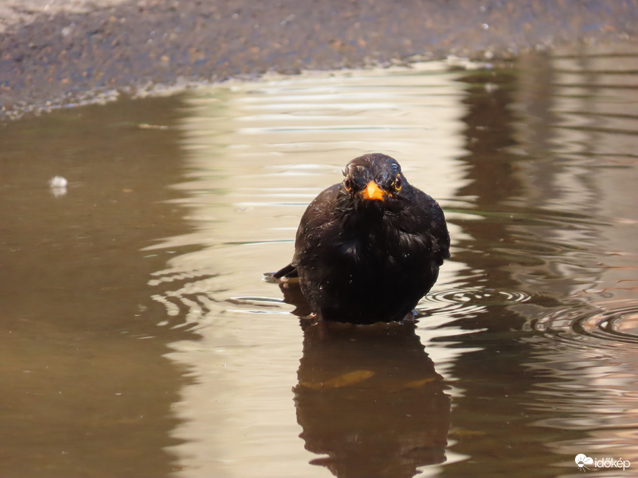 A rigó sem maradhat ki a jóból