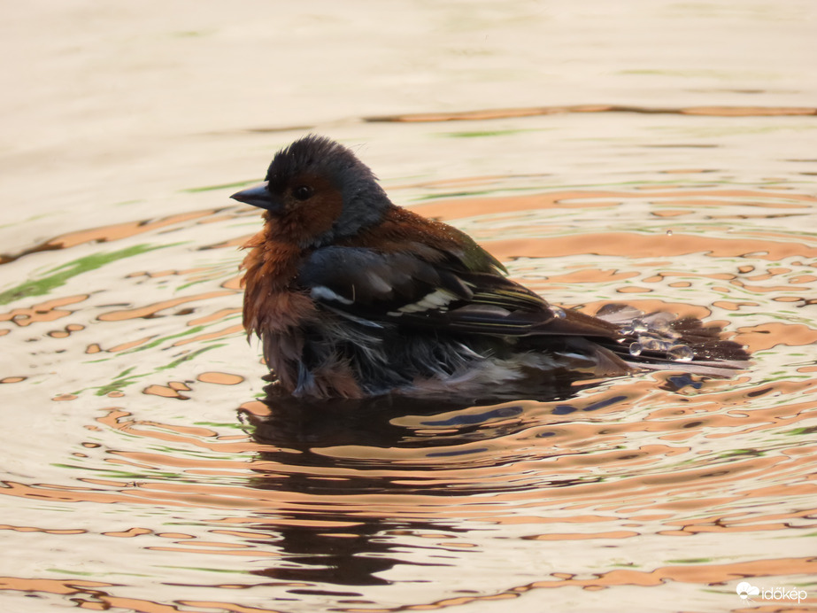 De jó ez a fürdés
