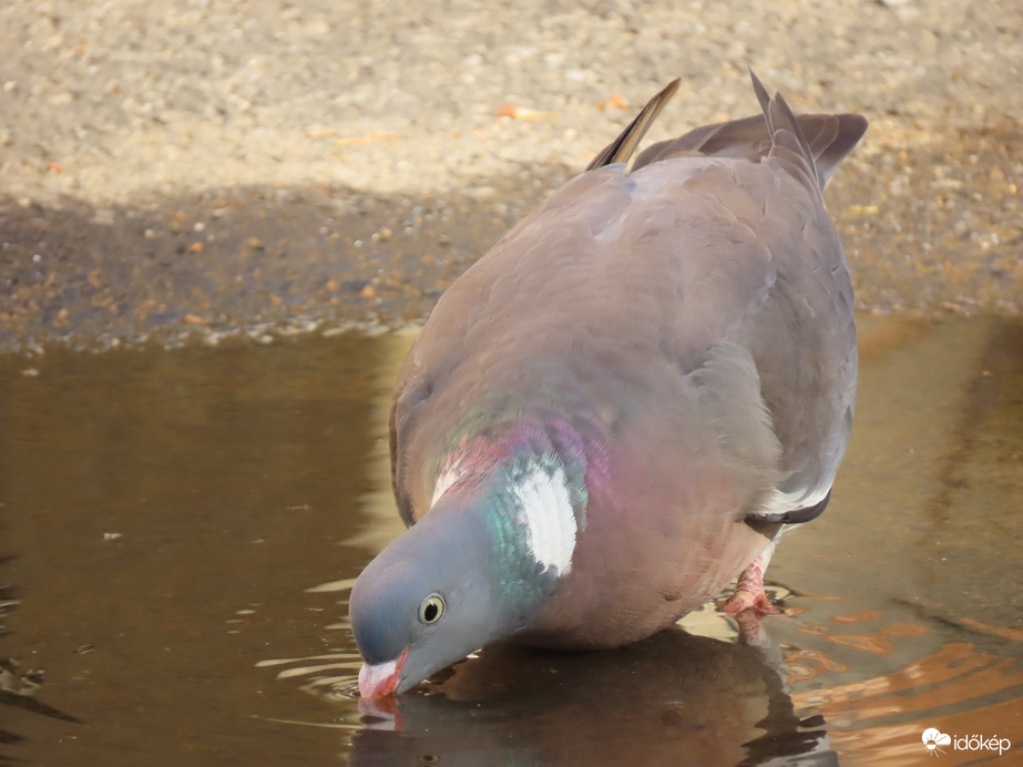 Megszomjazott az Örvös galamb