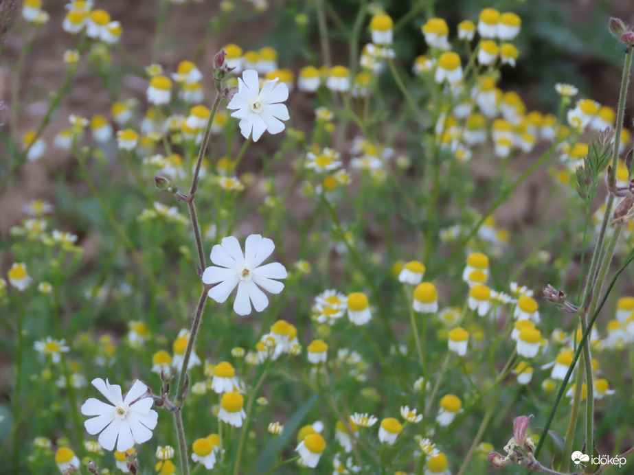 Mécsvirág kamillával