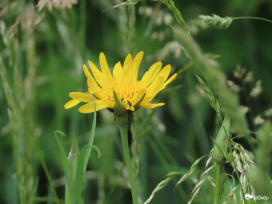Réti bakszakáll vendéggel