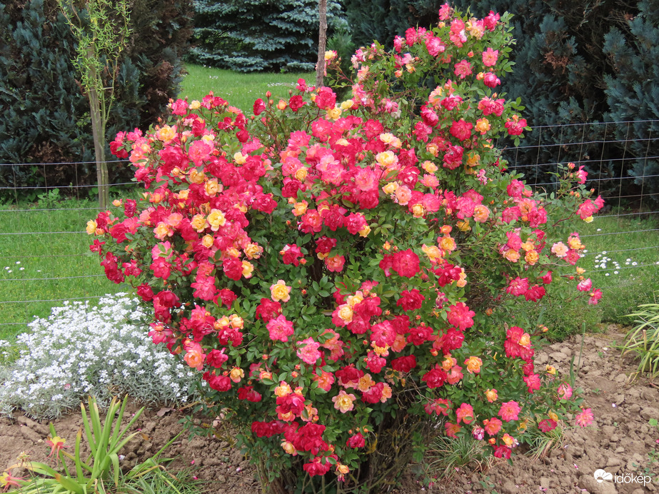 Sokszínű rózsabokor