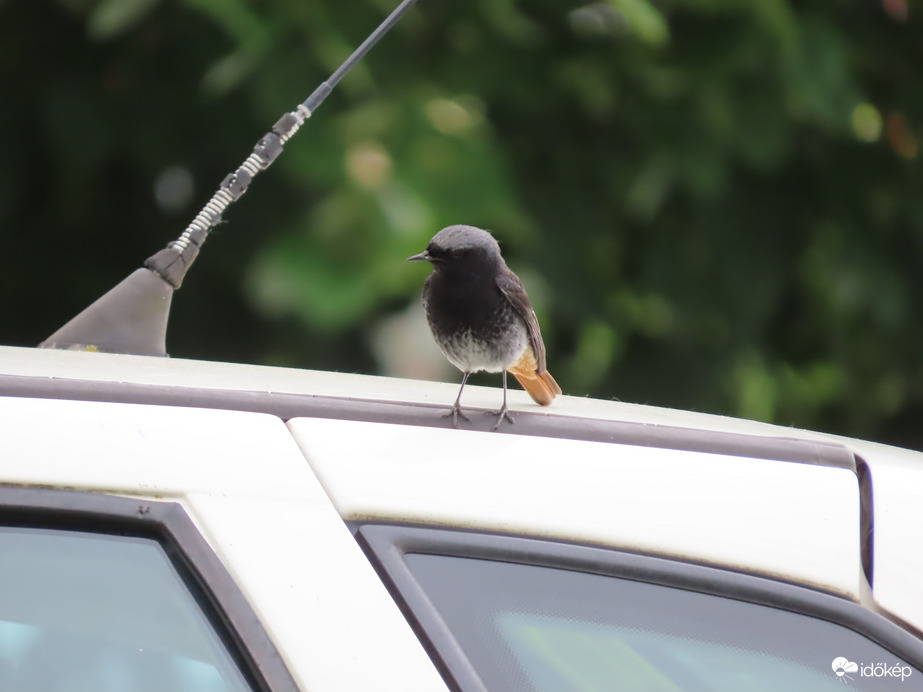 Csak tudnám, mi lehet ez!