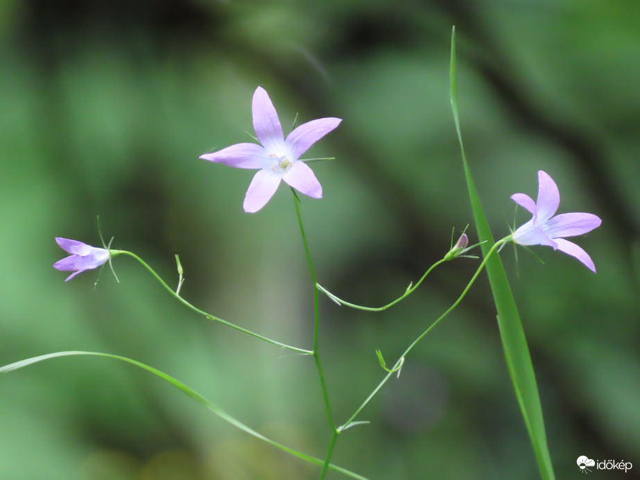 Terebélyes harangvirág