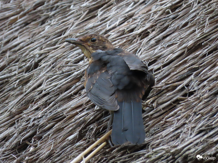 Nézelődő rigófióka