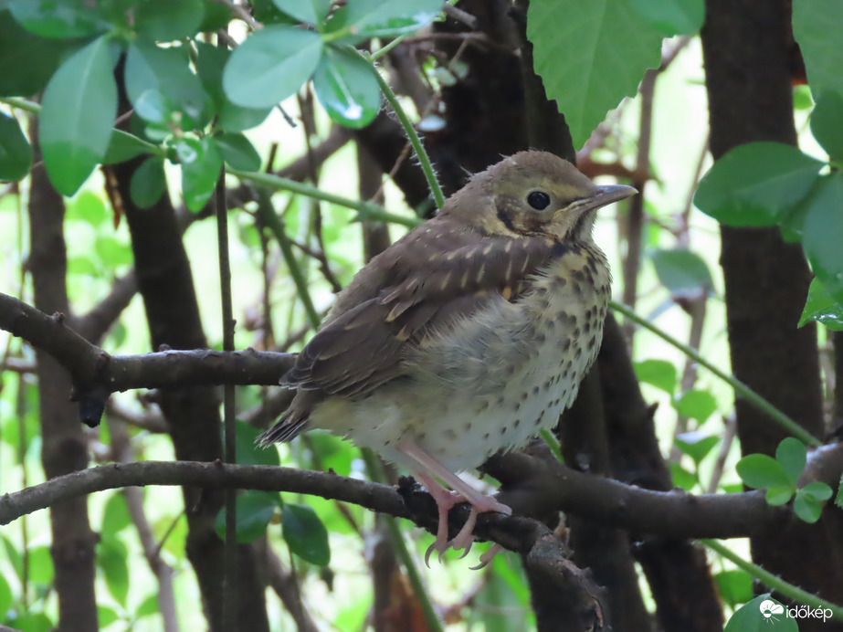 Még nagyon pici vagyok
