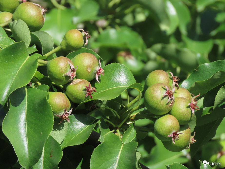 Szép termés ígérkezik