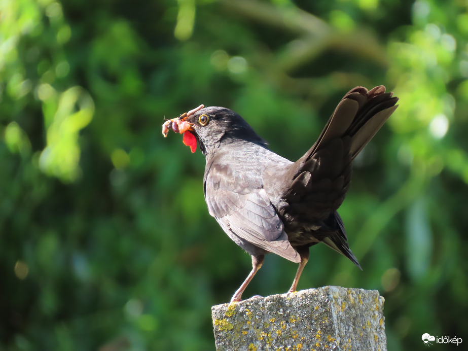Áttértünk a vegyes étrendre