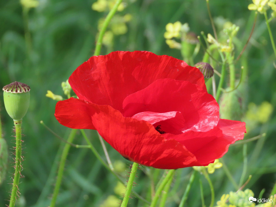 Pipacs teljes pompában