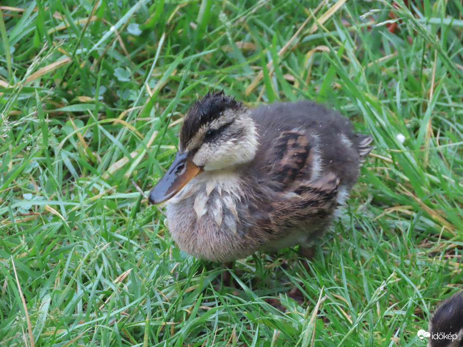 Csak gyorsan, mert sietek tovább!