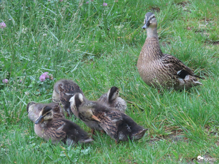 Tisztálkodás récemama felügyelete mellett
