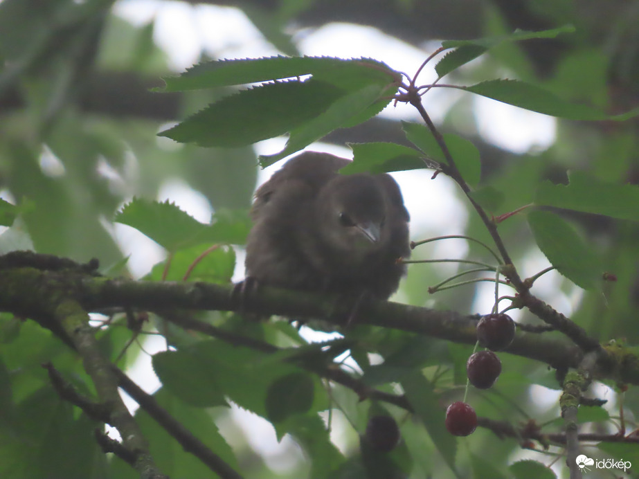 Vajon hogy érném el?