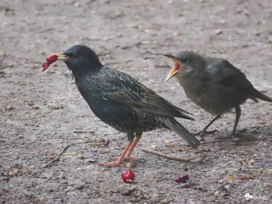 Gyorsan, gyorsan! Éhes vagyok!