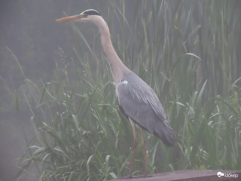 Alig látok ebben a sűrű ködben