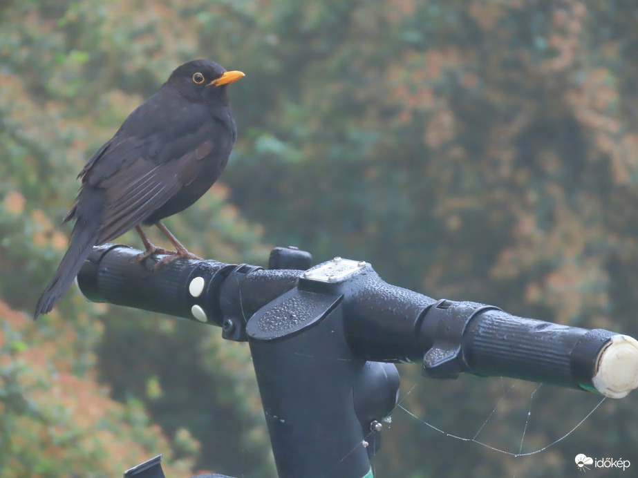 Ma rollerrel közlekedek