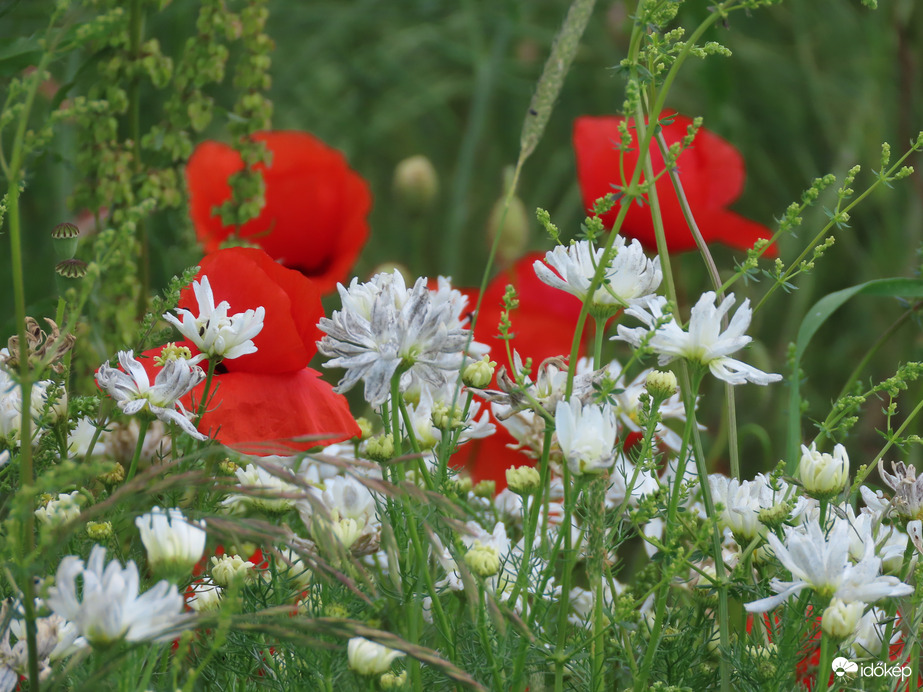 Vadvirágok az árokparton