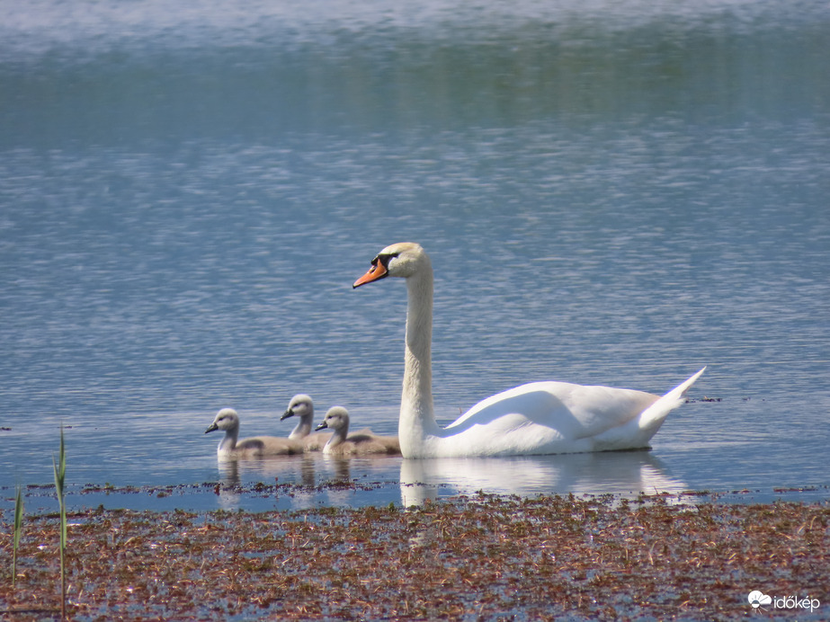 Kikeltek a hattyúfiókák