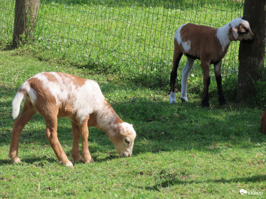 Újabb bárányok születtek Dozmaton 2.